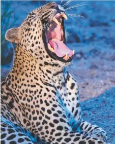  ??  ?? Leopard yawning.