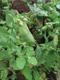  ?? DEAN FOSDICK, ASSOCIATED PRESS FILE PHOTO ?? Beans, lettuce, peppers, tomatoes and peas growing in a garden and are among the best self-pollinated plants to use for seed saving since their offspring will be dependable.