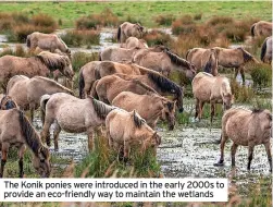  ?? ?? The Konik ponies were introduced in the early 2000s to provide an eco-friendly way to maintain the wetlands