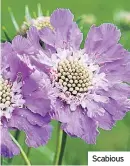  ??  ?? Scabious