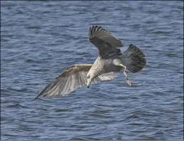  ?? ?? The hope for an extra-early spring day may not have materializ­ed at the shore, but the gulls that have been hanging around through thick and thin weather have to eat.