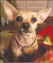  ?? Photo courtesy Olivo family ?? Chloe, an 8-year-old Chihuahua mix, was brutally killed on Sunday morning when it was mauled to death by a loose pitbull, in what witnesses described as a ‘horrifying’ attack.