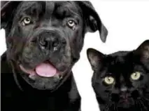  ??  ?? Adopta. Ahora que sabes la verdad de estos peludos, ¿ya te decidiste adoptar un perrito o gatito negro?