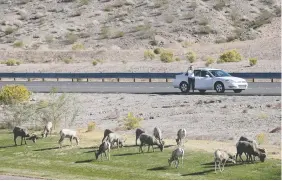  ?? FILE PHOTO BY JULIE JACOBSON/THE ASSOCIATED PRESS ?? A motorist stops to take photos of a herd of big horn sheep grazing along U.S. Highway 93 in Boulder City, Nev.