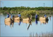  ?? EDUARDO VERDUGO / ASSOCIATED PRESS ?? A few dozen fishermen and women villagers are working to save the planet’s mangroves on Mexico’s Yucatan Peninsula.