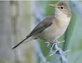  ??  ?? A reed warbler