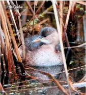  ??  ?? Little Grebe