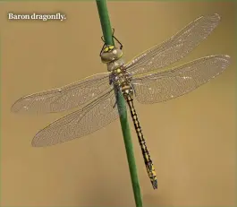  ??  ?? Baron dragonfly.