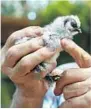  ?? Mel Melcon
Los Angeles Times ?? JIM HOSLEY, co-owner of a farm in Norco, Calif., holds a bearded bantam silkie.