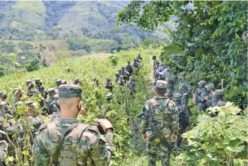  ?? FOTO CORTESÍA EJÉRCITO ?? La erradicaci­ón manual de las tropas de la Séptima División se concentró en Urabá, el Norte y el Bajo Cauca antioqueño.