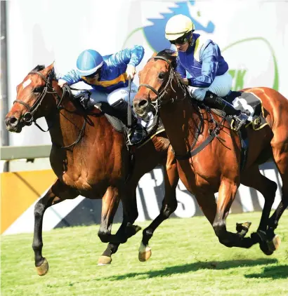  ?? Picture: JC Photograph­ics ?? SECOND DUEL. Unbeaten Broadway Trip (right) and Flying Free could square up again in the Grade 3 Graham Beck Stakes over 1400m on the Turffontei­n Standside track on Saturday 4 November.