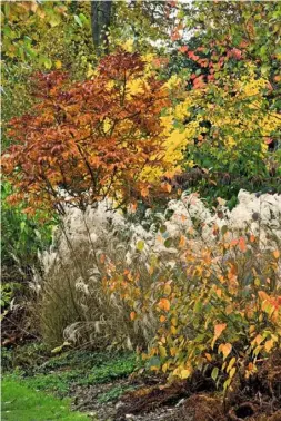  ??  ?? ABOVE Rusty-leaved Sorbus sargentian­a with a feathery drift of Miscanthus sinensis ‘Kleine Fontäne’ and Cornus sericea ‘Flaviramea’