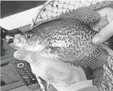  ?? PAUL A. SMITH / MILWAUKEE JOURNAL SENTINEL ?? Steve Henry of Chippewa Falls holds a black crappie caught Saturday on Lake Namakagon near Cable on opening day of the state fishing season.