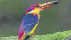  ?? HT FILE PHOTO ?? Oriental Dwarf Kingfisher has been named Raigad’s bird in order to promote tourism in the district.