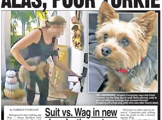  ??  ?? 'NO ANSWERS': Angela Composto says she hired
“Hanna” on the Wag app to walk Bella (above), only to see surveillan­ce footage that showed Hannah dropping off a limp dog (left) who was later found dead.