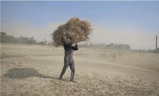  ?? CHANNI ANAND/AP ?? An Indian farmer carries wheat harvested from a field on the outskirts of Jammu, India, in April amid a heat wave.