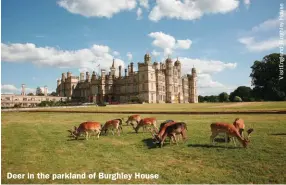  ??  ?? Deer in the parkland of Burghley House