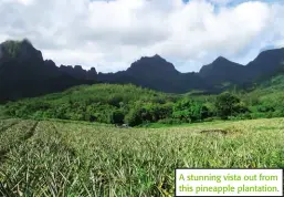  ??  ?? A stunning vista out from this pineapple plantation.