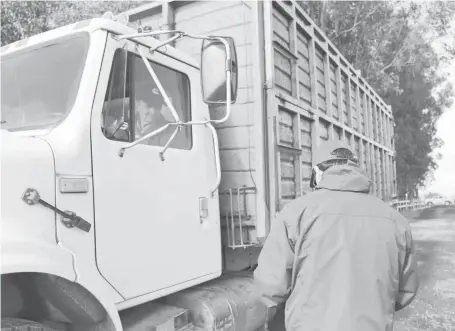  ??  ?? GANADEROS DE LA PROVINCIA de Biobío trasladan comúnmente sus animales a la vecina feria CAR de Bulnes.