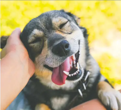  ?? GETTY IMAGES/ISTOCK PHOTO ?? As fears mount about the spread of COVID-19, many are wondering whether they should avoid petting dogs and cats.