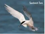  ??  ?? Sandwich Tern