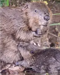  ??  ?? Endangered: Beavers on the River Otter