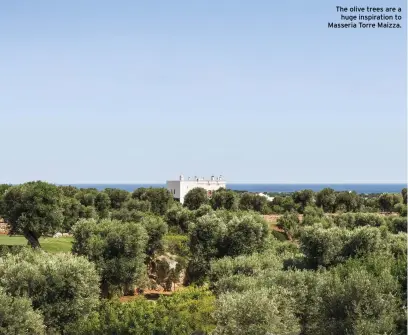  ??  ?? The olive trees are a huge inspiratio­n to Masseria Torre Maizza.