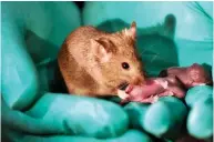  ??  ?? Success: An adult mouse born to two mothers
