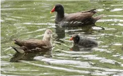  ?? Fotos: imago/stock&people; dpa/Boris Roessler ?? Ein großer Wels herrscht derzeit im See des Offenbache­r Dreieichpa­rks, für die Teichhühne­r dort könnte es eng werden.