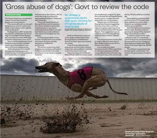  ?? Photo / Brett Phibbs ?? Greyhound racing in New Zealand is not meeting “appropriat­e standards”.