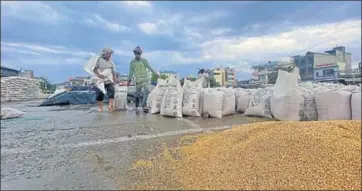  ?? GURPREET SINGH/HT ?? Labourers filling wheat in sacks following a downpour at a grain market in Ludhiana on Friday.