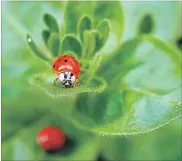  ?? DEAN FOSDICK THE ASSOCIATED PRESS ?? An adult ladybugs hunting for aphids and mites.