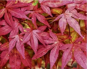  ?? ?? Colourful Japanese fire bush Acer palmatum maple tree Orangeola.