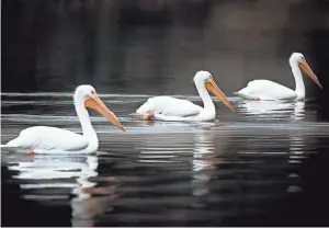  ?? CHRIS BRIGGS/UNSPLASH ?? White pelicans are the second-largest birds in North America.