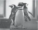  ?? PHOTOS BY CHARLIE NEIBERGALL/AP ?? Magellan penguins stand in their enclosure at the Blank Park Zoo in Des Moines, Iowa, Tuesday. Zoos across North America are moving their birds indoors as they try to protect them from the highly contagious and potentiall­y deadly avian influenza.