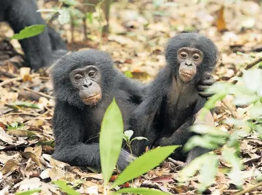  ?? [ Sean M. Lee ] ?? Die Menschenaf­fen im Kongo bekommen ihre Jungen in unterschie­dlichen Abständen von zwei bis acht Jahren.