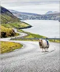  ?? COURTESY OF VISIT FAROE ISLANDS ?? Faroese sheep were strapped with cameras in a bid to get Google’s attention. Mission accomplish­ed.