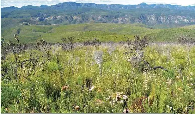 Heuningbos­tee: Berghange se geel goud - PressReader
