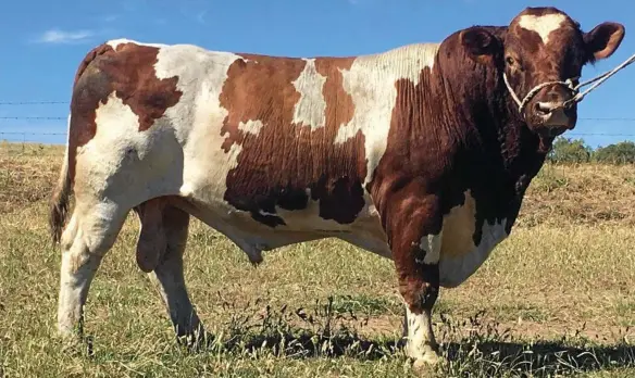  ?? PHOTO: CONTRIBUTE­D ?? ALL-ROUNDER: Karen Morham and husband Jarrod fell in love with the maine-anjou breed after buying their first bull.