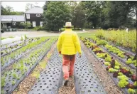  ?? Tyler Sizemore / Hearst Connecticu­t Media file photo ?? Farm owner Stephen McMenamin walks down the rows of vegetables growing at Versailles Farm in Greenwich. This is the last weekend of the seasion for the farm stand at Versailles Farm, which will be open from 9 a.m. to 6 p.m. Saturday and Sunday. The farm uses French intensive methods, growing for flavor, nutrition and good digestion. It is located at 56 Locust Road in backcountr­y Greenwich.