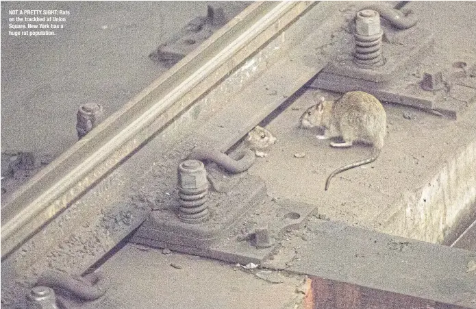  ??  ?? NOT A PRETTY SIGHT: Rats on the trackbed at Union Square. New York has a huge rat population.