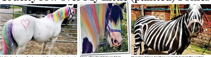  ??  ?? Mythical makeover: One horse gets the unicorn treatment Mane attraction? Coloured hair Changing stripes: Another was made to look like a zebra