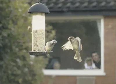  ?? ?? House sparrows by Ben Hall