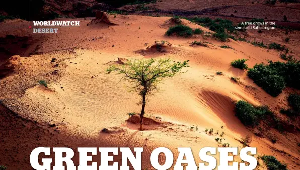  ??  ?? A tree grows in the semi-arid Sahel region