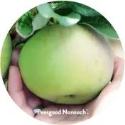  ??  ?? ‘Peasgood Nonsuch’.