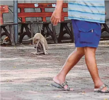  ??  ?? Unwanted pets are left at the Kampung Tiong hawker centre.