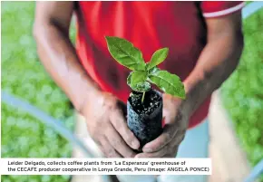  ?? ?? Leider Delgado, collects coffee plants from ‘La Esperanza’ greenhouse of the CECAFE producer cooperativ­e in Lonya Grande, Peru (Image: ANGELA PONCE)