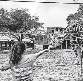 Beloved Hattiesbur­g Zoo giraffe experienci­ng age-related health ...