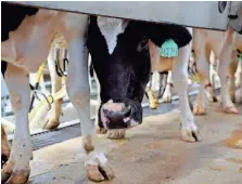  ?? KATHLEEN GALLIGAN/DETROIT FREE PRESS ?? A lawsuit against dairy producer groups alleged that hundreds of thousands of cows were prematurel­y slaughtere­d for the purpose of artificial­ly inflating milk prices.