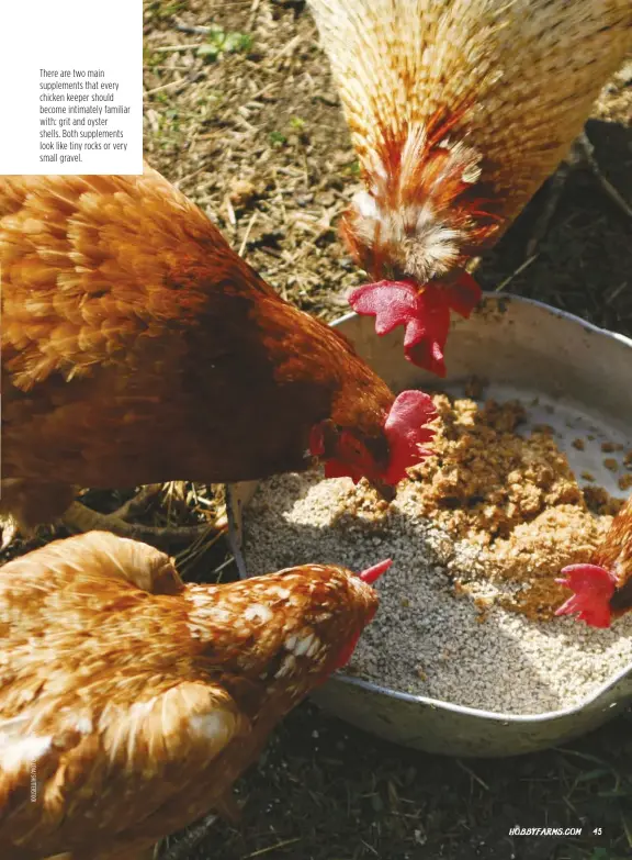  ??  ?? There are two main supplement­s that every chicken keeper should become intimately familiar with: grit and oyster shells. Both supplement­s look like tiny rocks or very small gravel.